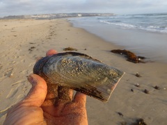 Modiolinae