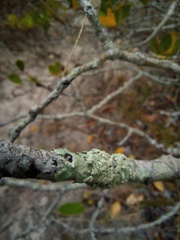 Flavoparmelia soredians
