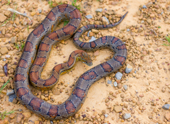 Red Cornsnake photo 4