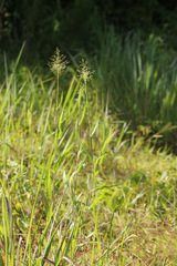 Dichanthelium scoparium