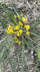 Astragalus buchtormensis