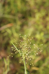 Dichanthelium scoparium