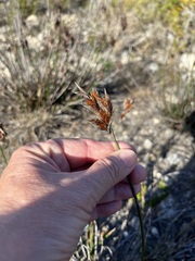 Thamnochortus fraternus