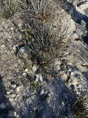 Thamnochortus fraternus