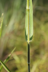 Dichanthelium scoparium
