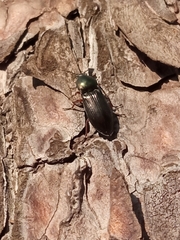 Selatosomus aeneus