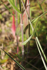 Dichanthelium scoparium