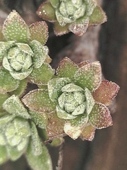 Draba nivalis