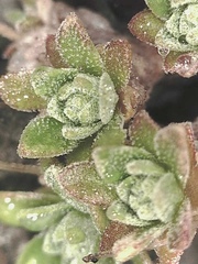 Draba nivalis