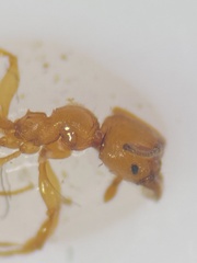 Pheidole pelor