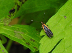 Mathildana newmanella