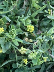 Medicago