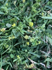 Medicago