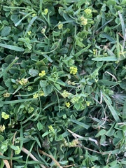 Medicago