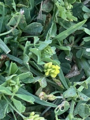 Medicago