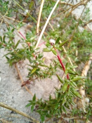 Laurembergia repens