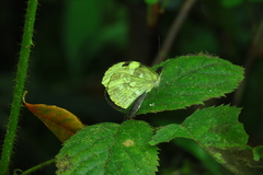 Dismorphiinae
