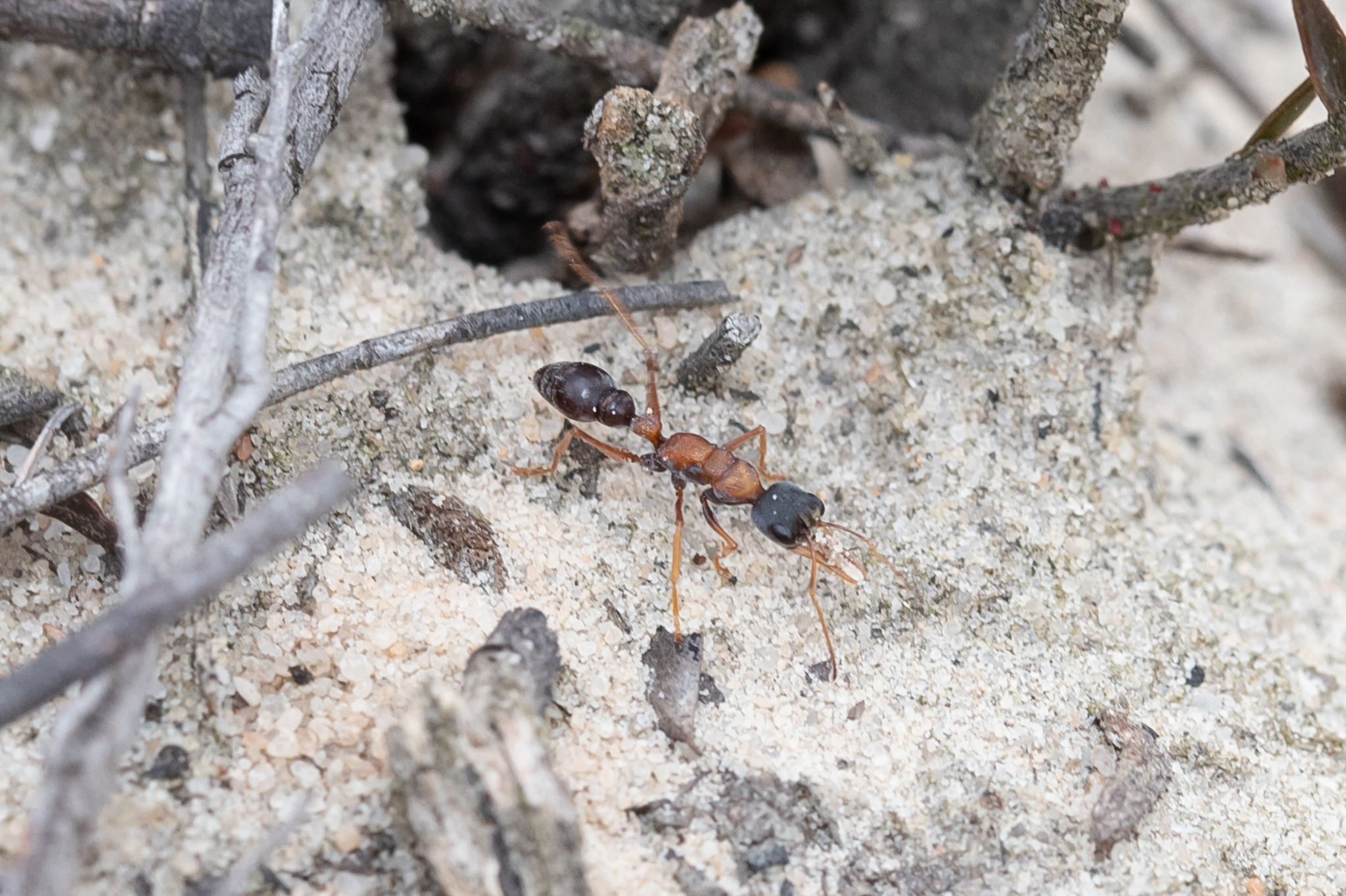 Myrmecia elegans