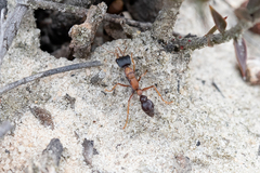 Myrmecia elegans