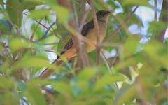 Turdus grayi