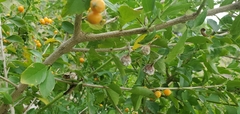 Mastophora cornigera