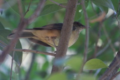 Turdus grayi