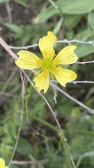 Ranunculus oxyspermus