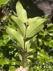 Cassipourea malosana