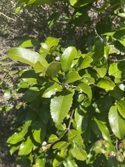 Cassipourea malosana