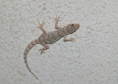 Mediodactylus danilewskii