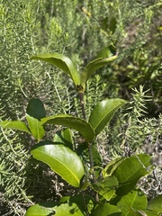 Cassipourea malosana