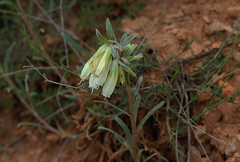 Onosma simplicissima