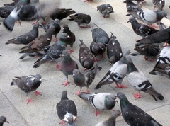 Columba livia