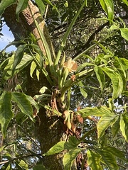 Syngonium angustatum
