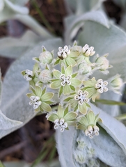 Asclepias vestita