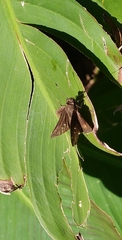 Quinta cannae