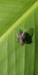 Diptera