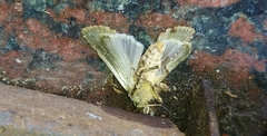 Lepidoptera