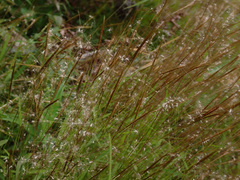 Pogonatherum crinitum