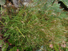 Pogonatherum crinitum