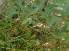 Pogonatherum crinitum
