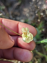 Platystemon californicus