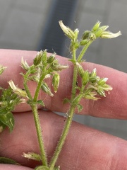 Cerastium brachypetalum