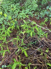 Syngonium angustatum