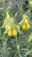 Onosma taurica