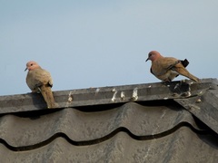 Streptopelia senegalensis