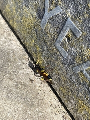 Ichneumon stramentor