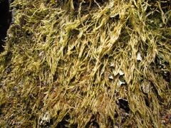 Hypnum cupressiforme filiforme