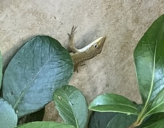 Anolis carolinensis