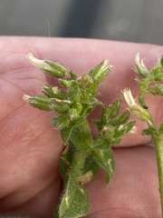 Cerastium brachypetalum